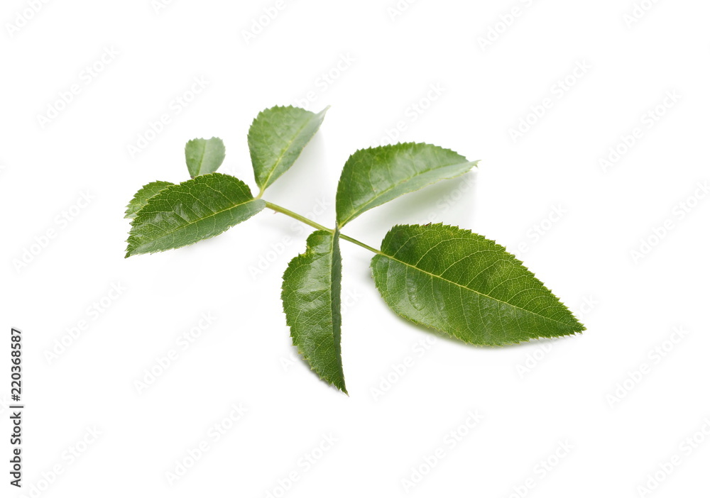 Rose hip branch, twig with leaves, isolated on white background Rose hip branch, twig with leaves, isolated on white background