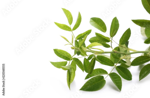 Rose hip branch, twig with leaves, isolated on white background © dule964