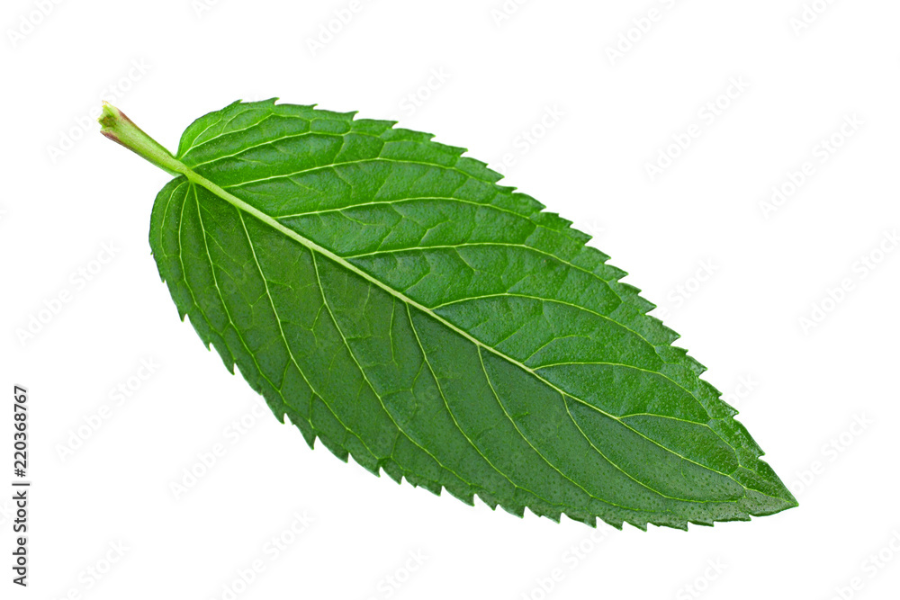 Obraz premium Mint herb leaf on white