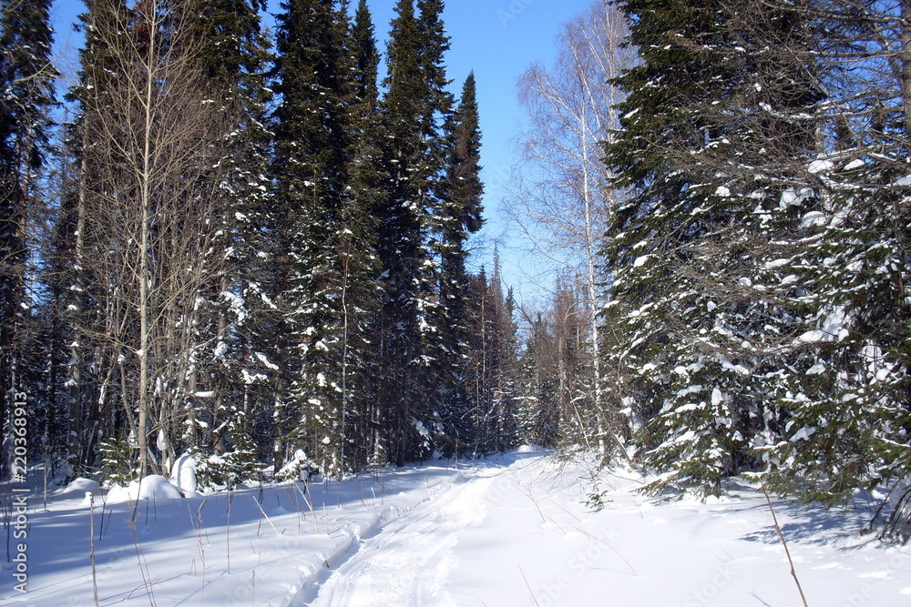Fototapeta premium siberia winter landscape