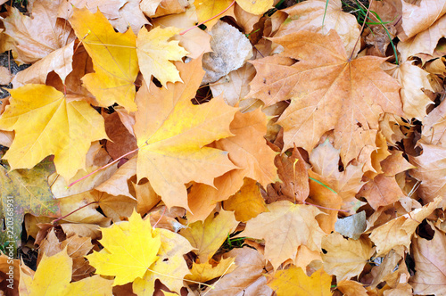 Autumn colorful leaves background