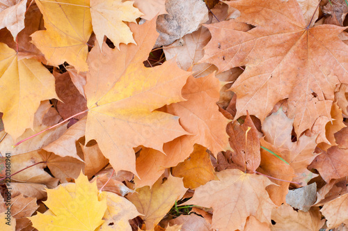 Autumn colorful leaves background