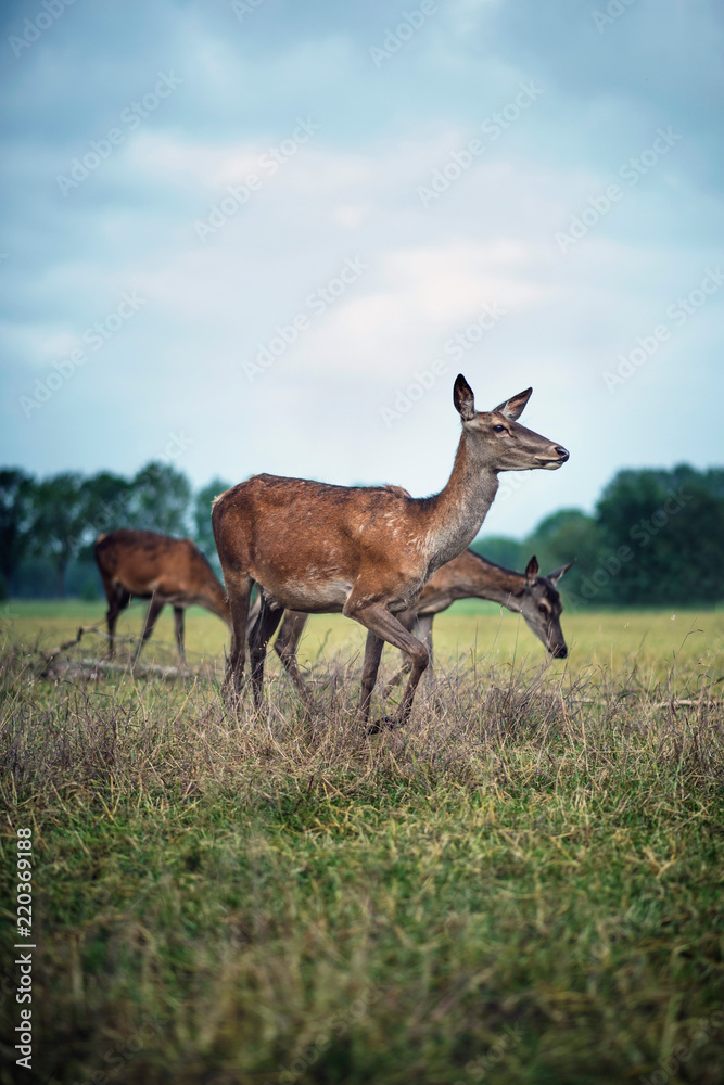 Small group of red deer hinds in meadow under cloudy sky. Small group of red deer hinds in meadow under cloudy sky.