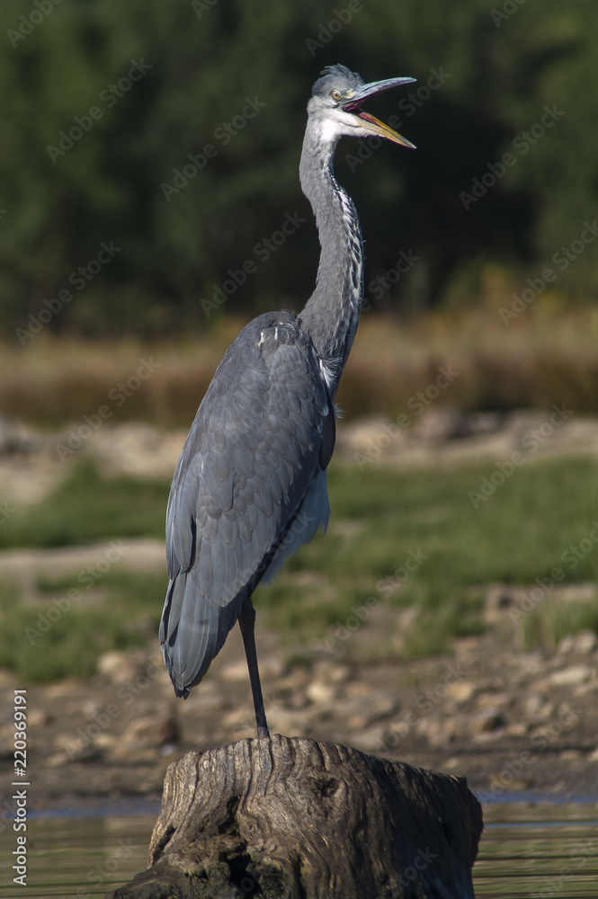 Grey Heron (Ardea cinerea) opened bill Grey Heron (Ardea cinerea) opened bill
