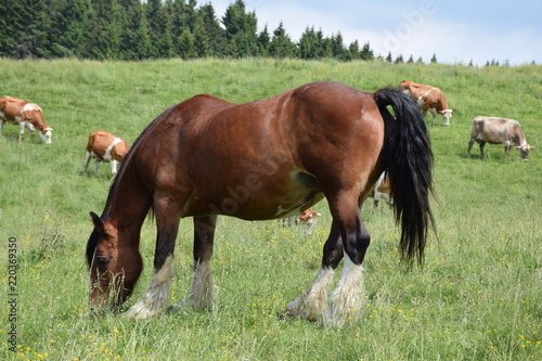 cavallo