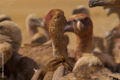 griffon vulture (Gyps fulvus), scavenger, carcass, group