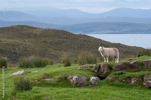 A lone sheep standing on a rocky outcrop in the countryside of the Scottish Highlands, north of Ullapool, in north west Scotland.