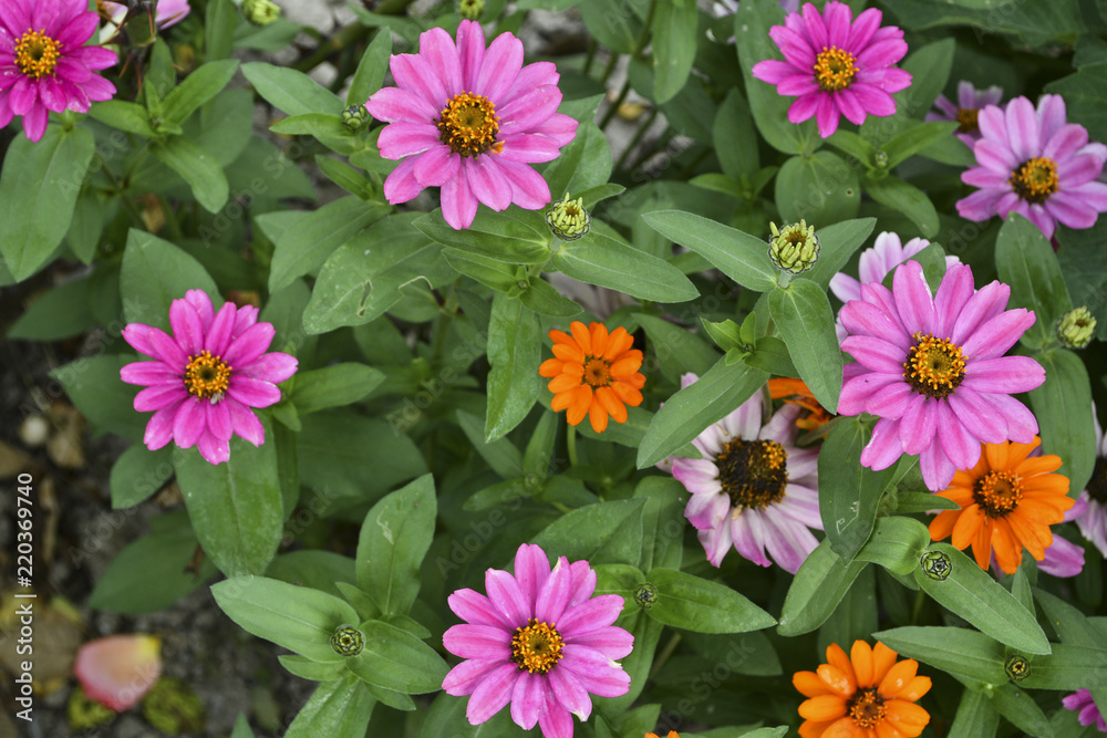 Beautiful Zinnia flowers in in the home garden. Beautiful Zinnia flowers in in the home garden.
