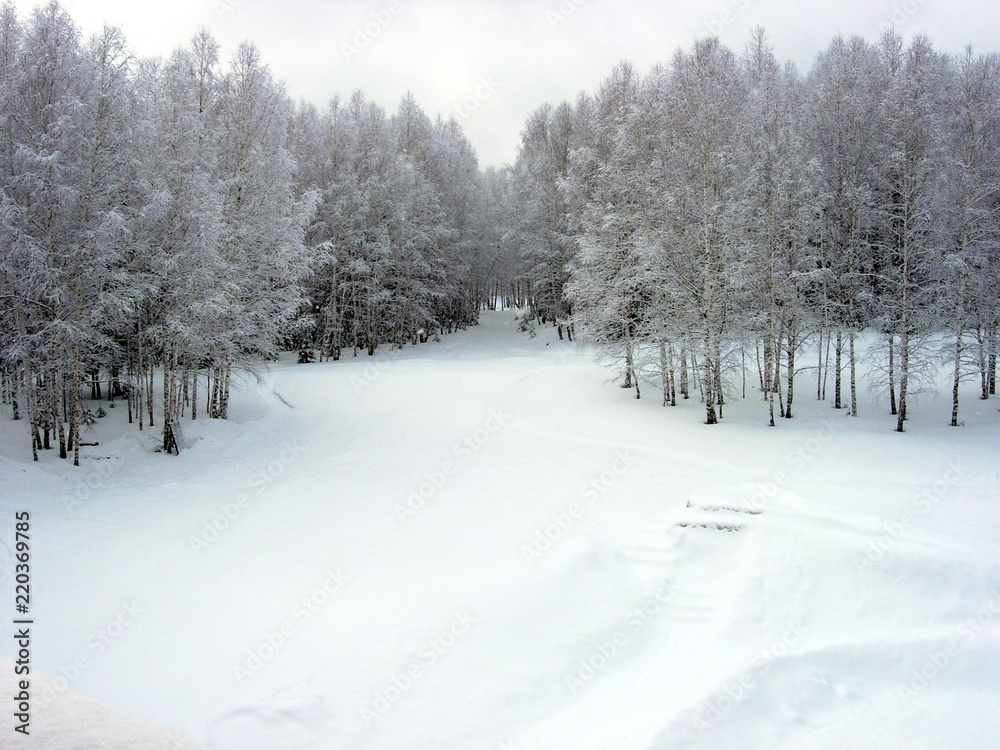 siberian winter forest taiga