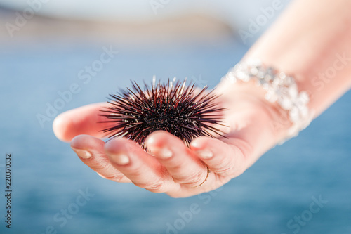 beautiful sunny day at the Mediterranean Sea; sea urchin taken in hand to the sky-blue water background;