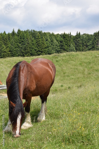 cavallo