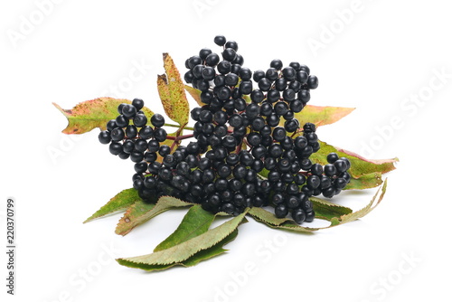 Danewort, dwarf elder, walewort with twig and leaves, isolated on white background