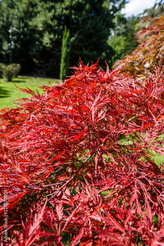 park area with red plant; decorative shrub with bright red leaves