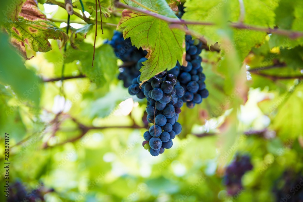 Purple grapes on tree at the summer