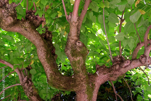 Catalpa bignonioides photo