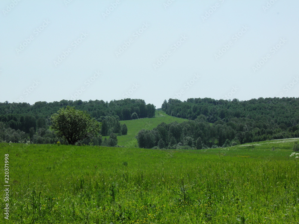 Fototapeta premium siberia summer forest
