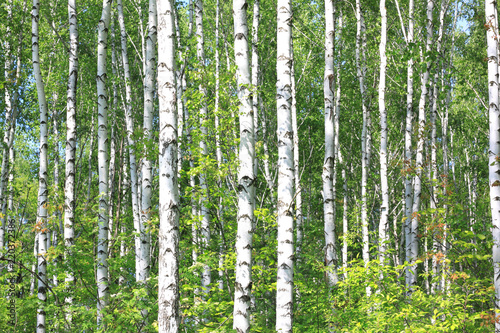 Fototapeta Naklejka Na Ścianę i Meble -  Beautiful birch trees with white birch bark in birch grove with green birch leaves in summer