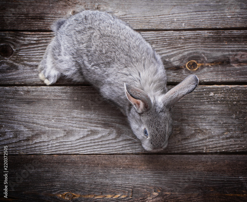 bunny on old wooden background