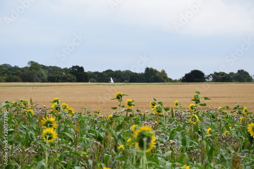 Sunflowers with Oast