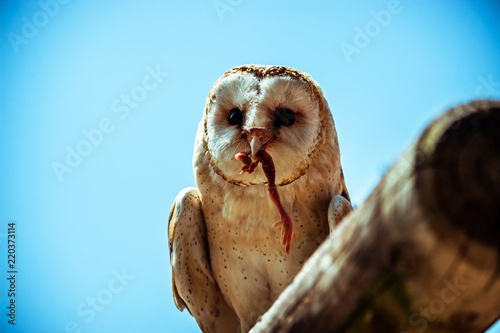 Eating owl
