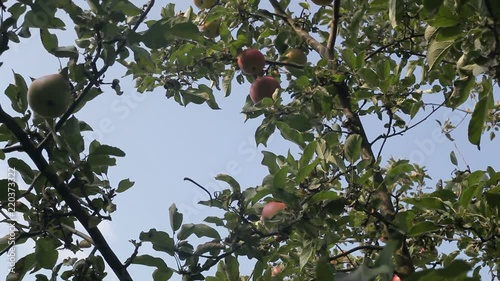 on an apple video on a tree branch