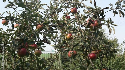 on an apple video on a tree branch