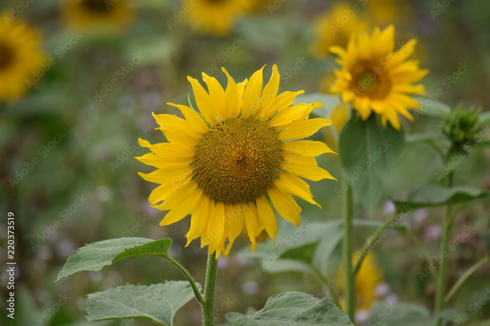 Sunflower Sunflower