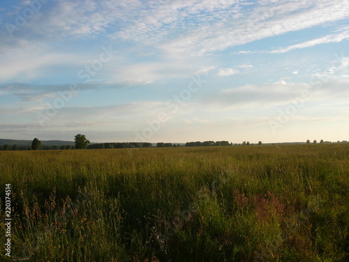 siberian summer landscape