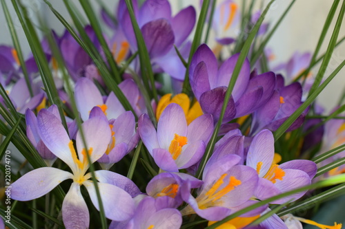 Crocus