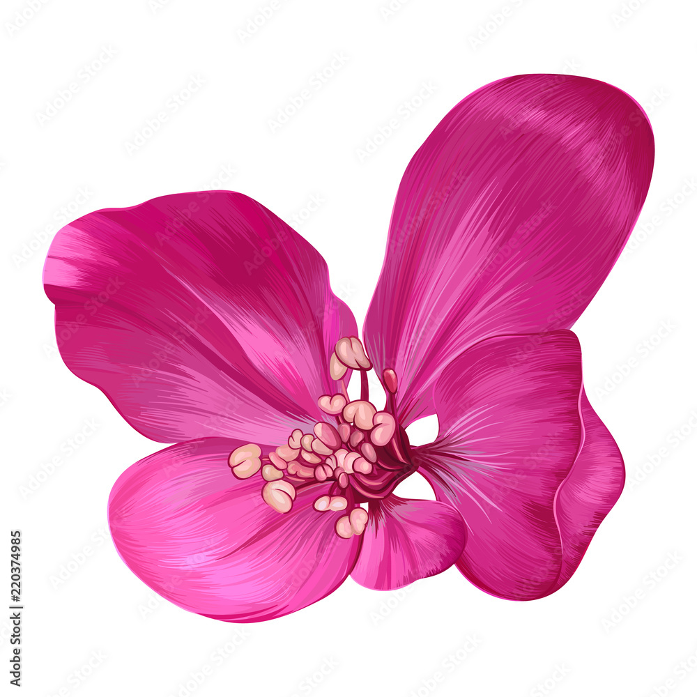 Fototapeta premium Vector realistic flower close-up. Floral isolated on white