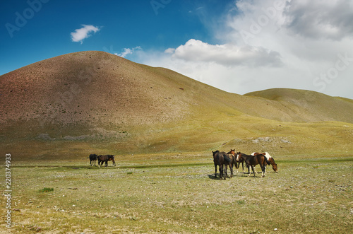 Grazing horses , Alay Valley © Fanfo