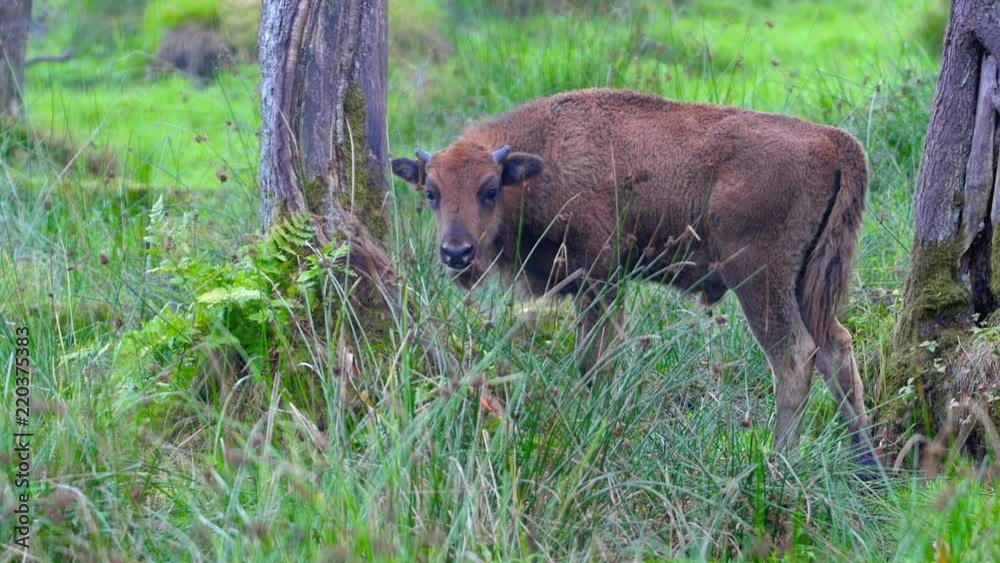 Calf buffalo grazing in a field with high grass Calf buffalo grazing in a field with high grass