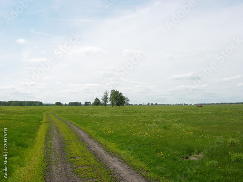 siberian summer forest