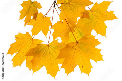 Autumn leaves isolated on white background.    