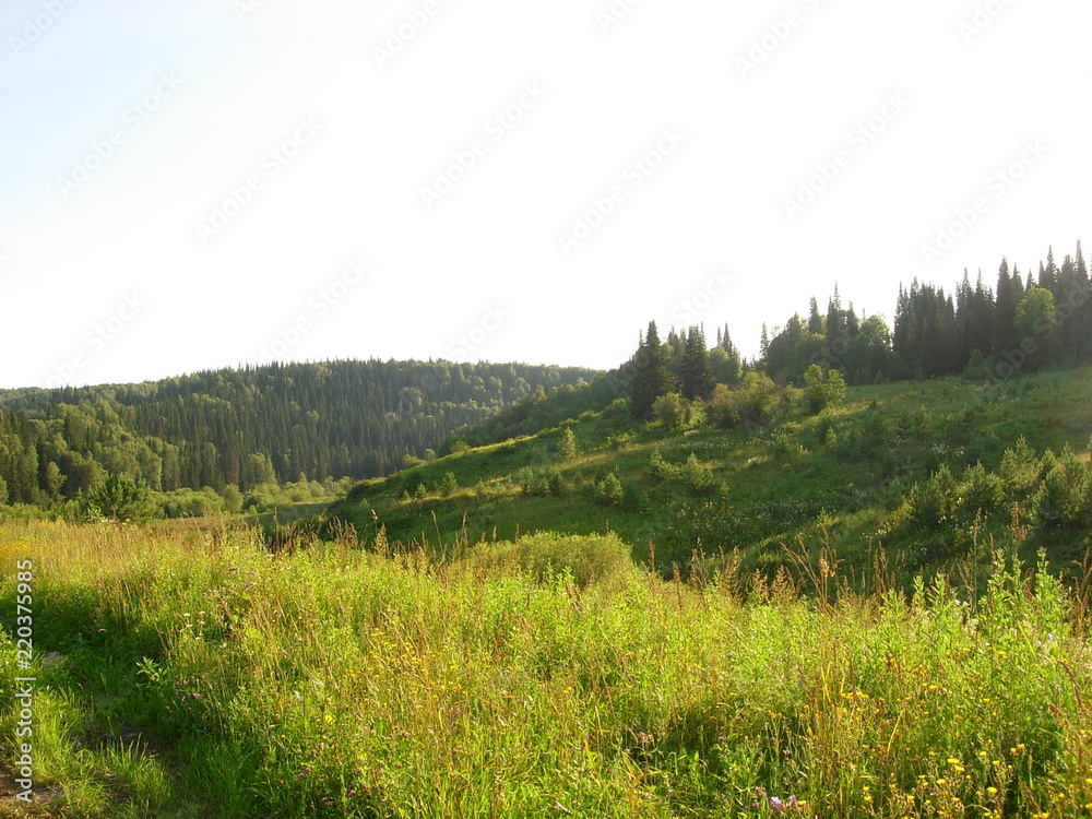 siberian summer forest