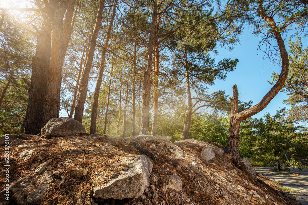 Beautiful forest mountain road. Dense fir forest with dust trail Beautiful forest mountain road. Dense fir forest with dust trail