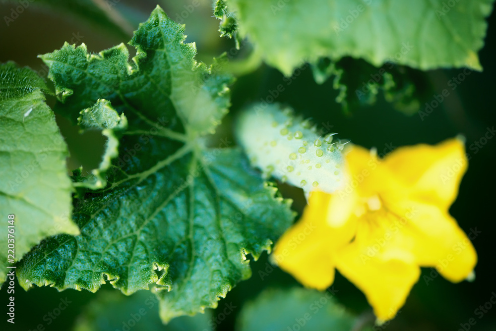 growing cucumbers in the garden. Close up shot. growing cucumbers in the garden. Close up shot.
