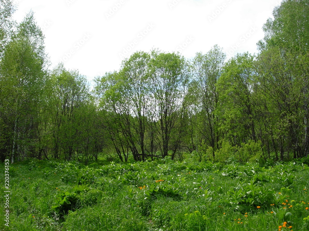 siberian summer forest siberian summer forest