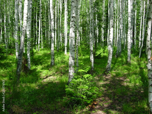 siberian summer forest