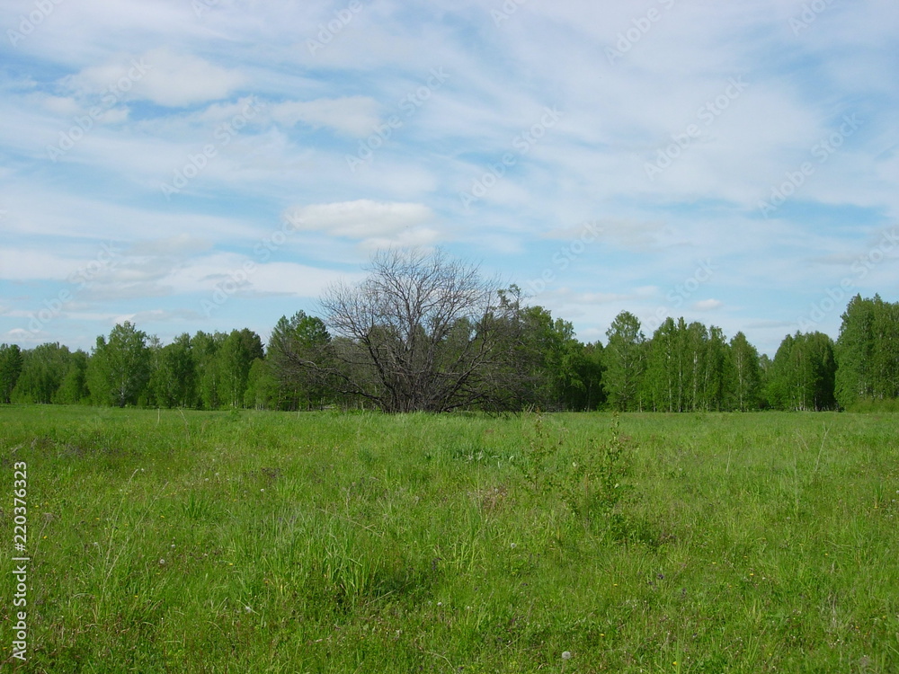 Obraz premium Summer siberian forest