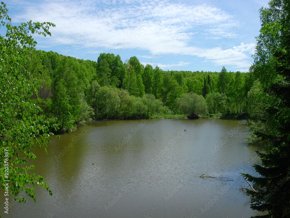 Summer siberian forest
