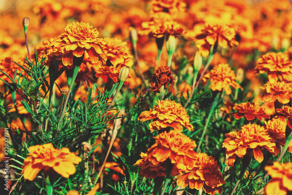 Marigold flowers Marigold flowers