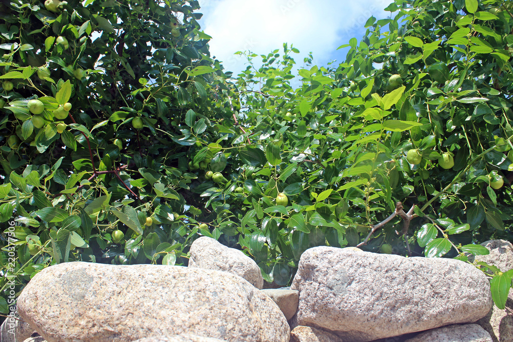 Obraz premium 대추나무