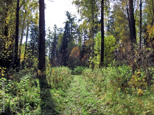 autumn forest in siberia