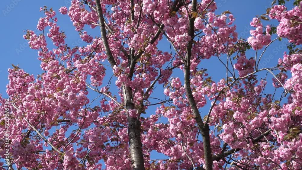 Flowering sakura pink tree against the blue sky on a sunny spring day Flowering sakura pink tree against the blue sky on a sunny spring day