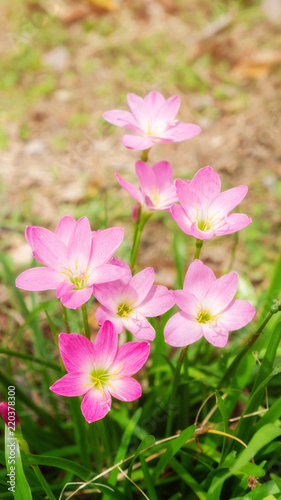 Pink Zephyranthes Lily flower in a garden.