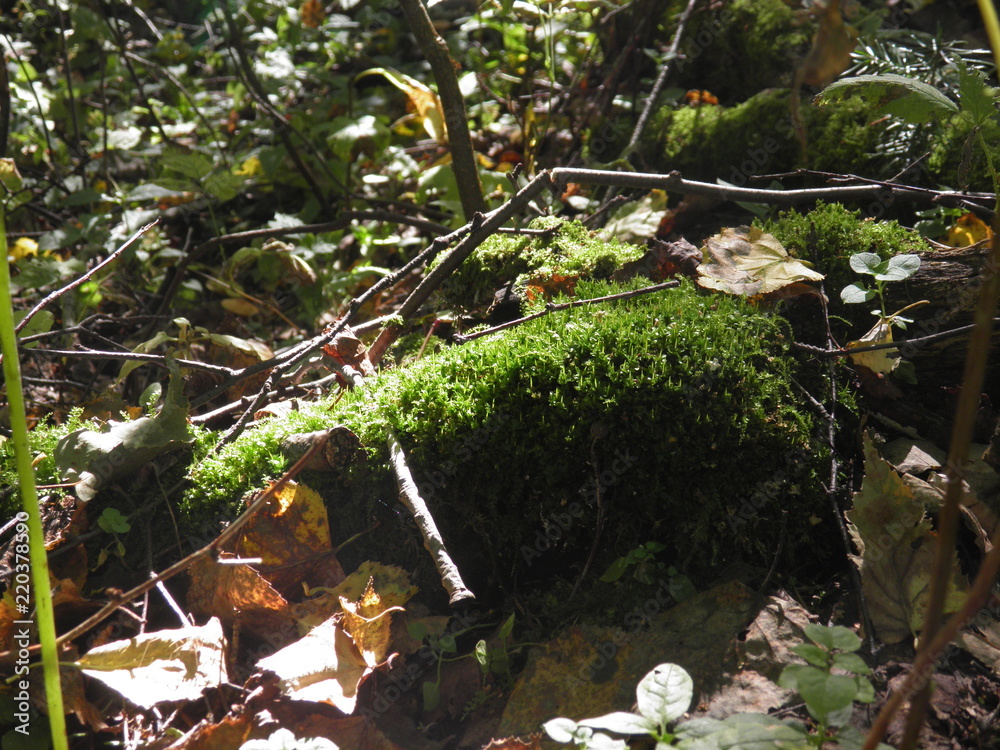 Obraz premium siberian autumn forest