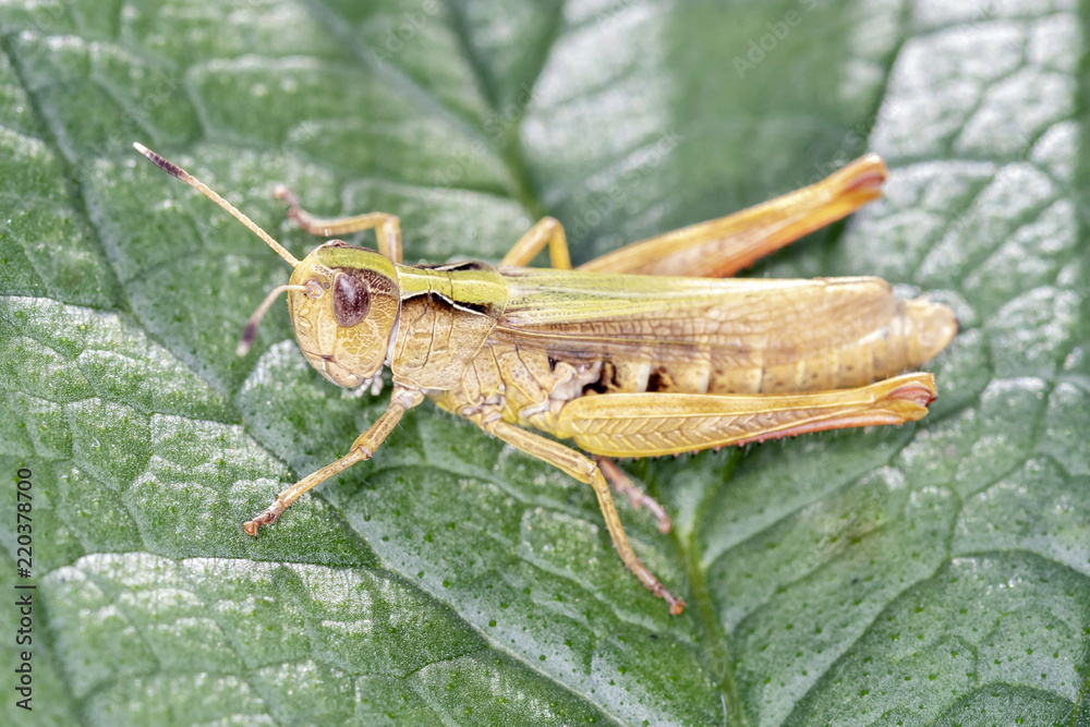 Brauner Grashüpfer - Chorthippus brunneu - Meadow Grasshopper - male,.resting on a leaf Brauner Grashüpfer - Chorthippus brunneu - Meadow Grasshopper - male,.resting on a leaf