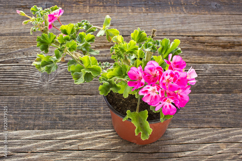 Fototapeta Naklejka Na Ścianę i Meble -  Geranium pelargonium flower on wooden background