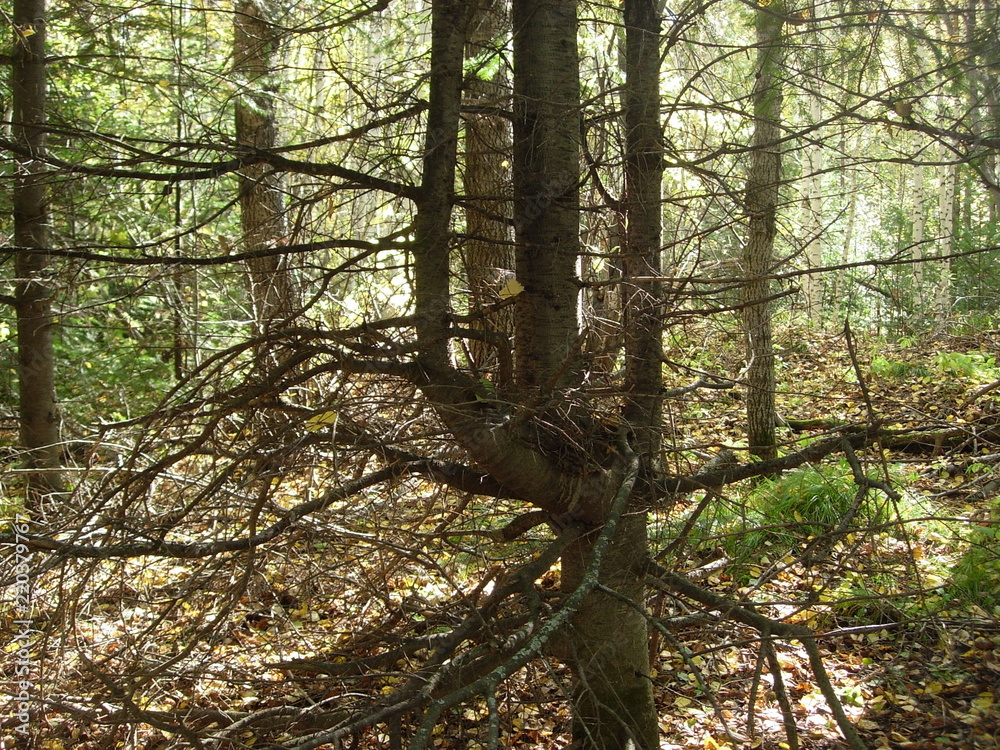 Fototapeta premium siberian autumn forest